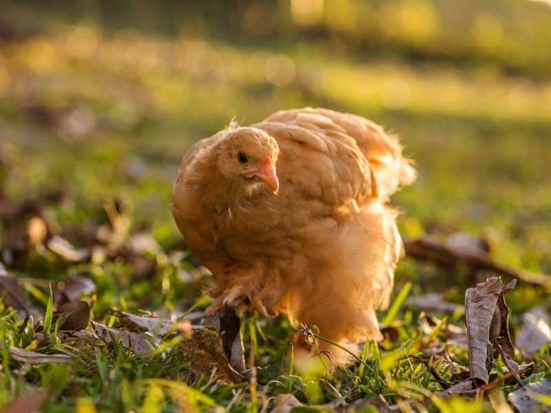 Young Buff Orpington Pullet scratching around in the grass looking for seeds and little bugs
