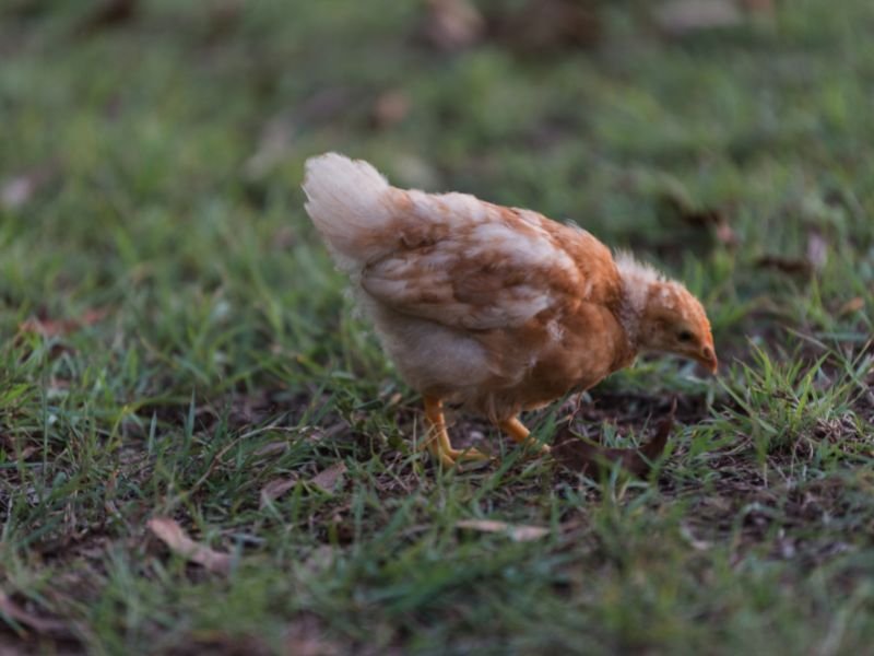 young sexlink chick peaking in the grass looking for something to eat