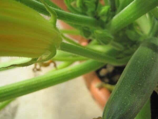 Male Zucchini Flower Stem