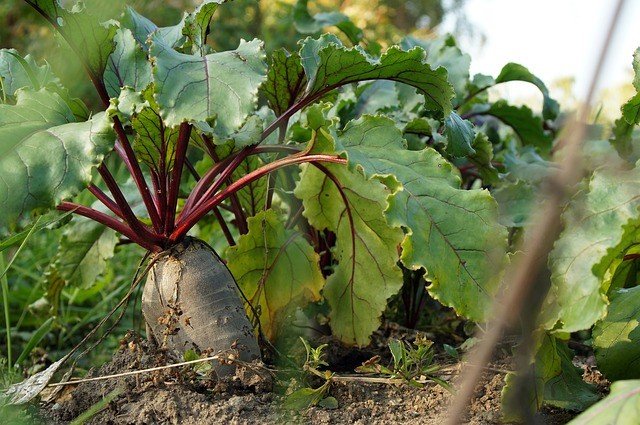 garden beet ready to be harvested