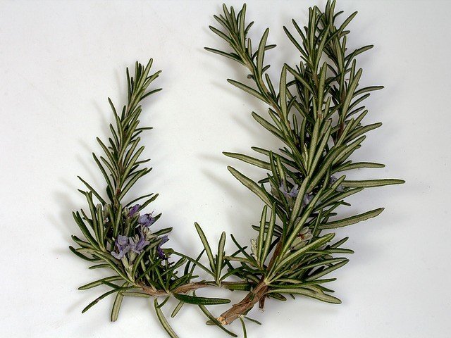 sprig of rosemary