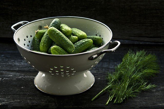 freshly picked cucumbers in a metal colander