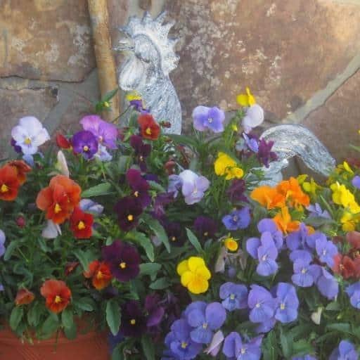 Rooster sculpture and Pansies on a front porch