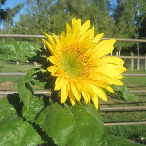 sunflower in a garden