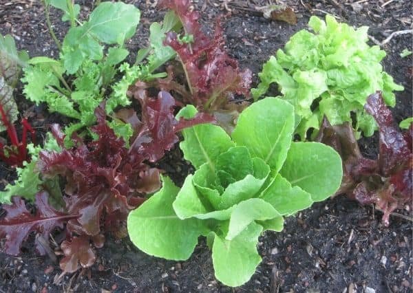 green and red lettuce plants in a garden are vegetables that grow in shade