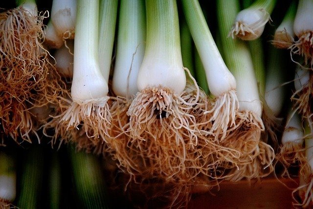 fresh green onions in a bunch