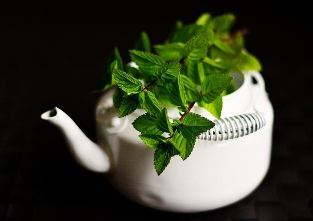 peppermint plant growing in an old teapot