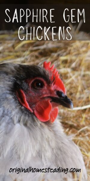 Sapphire Gem Chickens promo image