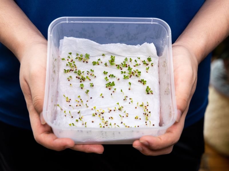 little seeds that have sprouted during a seed viability test for germination rate