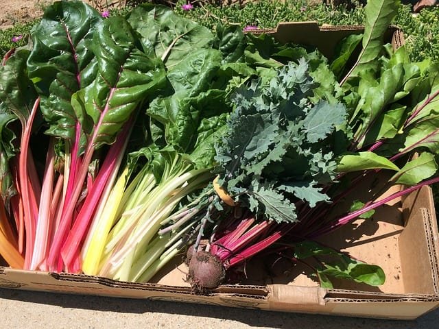 rainbow chard  with a beet and kale are vegetables that grow in shade